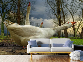 photo-wallpaper-the-3-geese