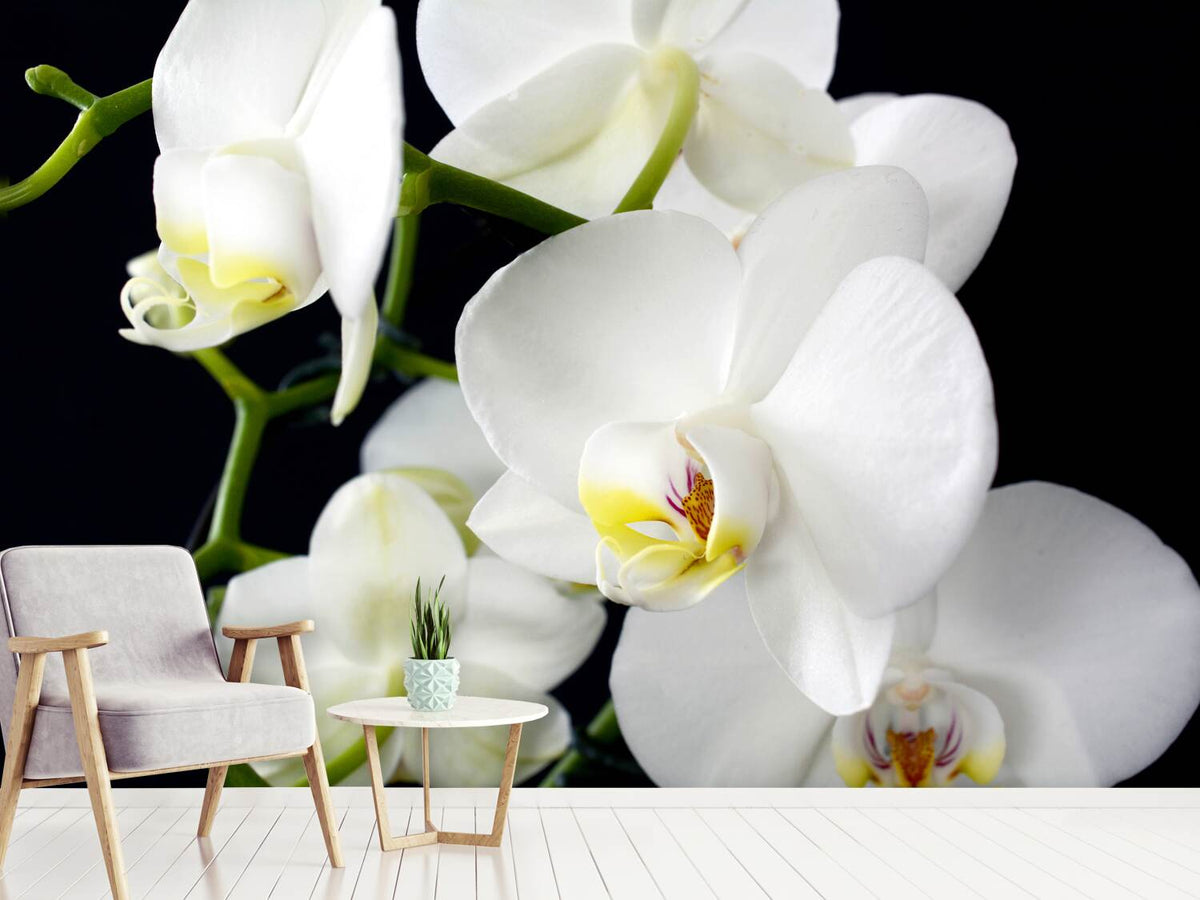 photo-wallpaper-orchid-close-up