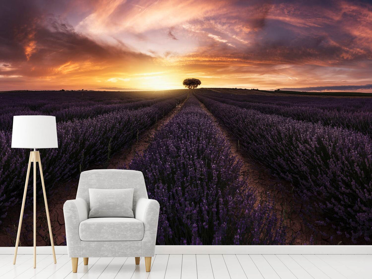 photo-wallpaper-lavender-sunset