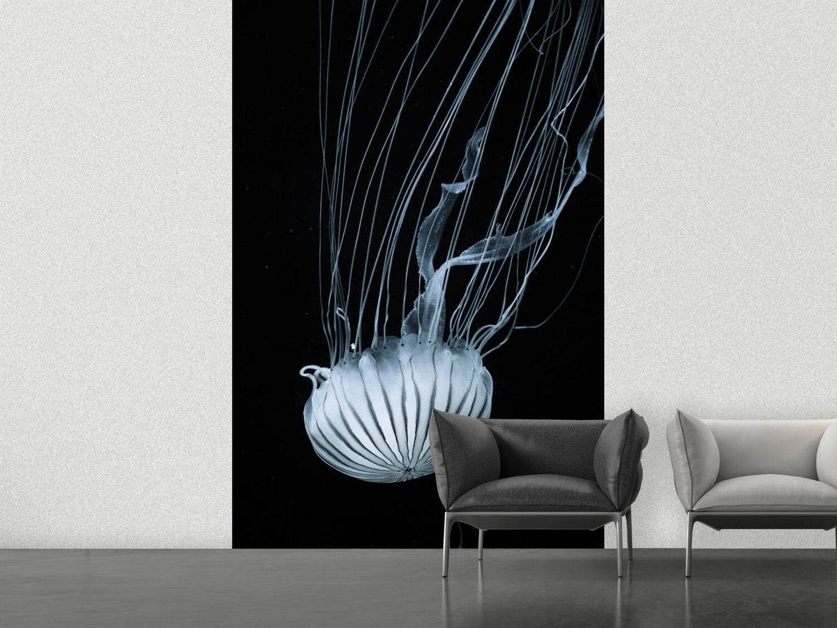 photo-wallpaper-beware-jellyfish