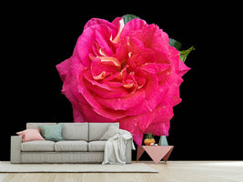 photo-wallpaper-rose-in-red-xxl