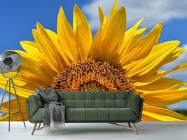 photo-wallpaper-sunflower-in-xxl