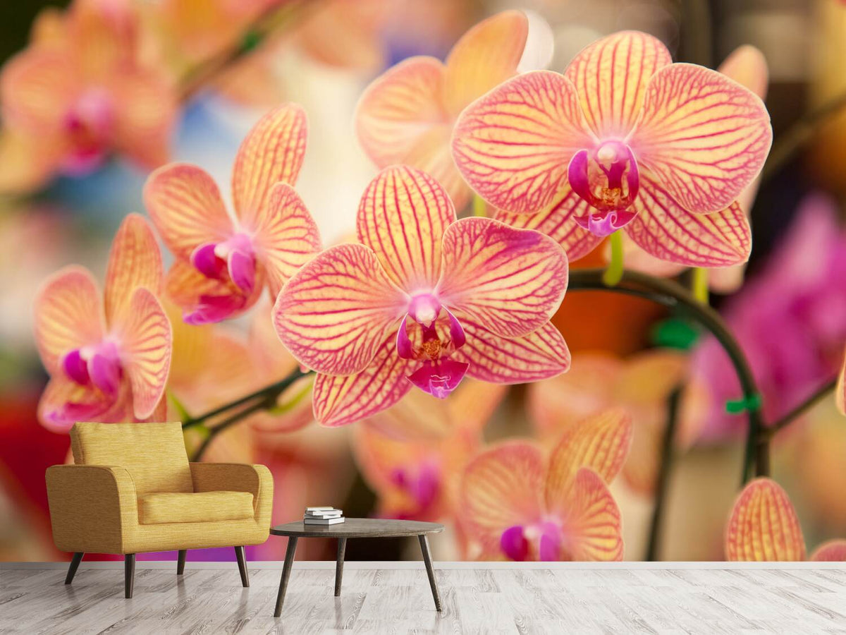 photo-wallpaper-exotic-orchids