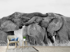 photo-wallpaper-elephant-playing-x