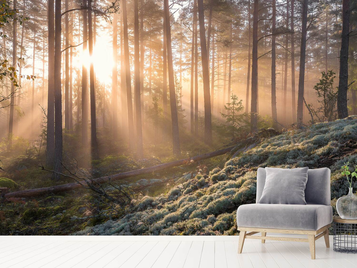 photo-wallpaper-foggy-morning-in-the-forest
