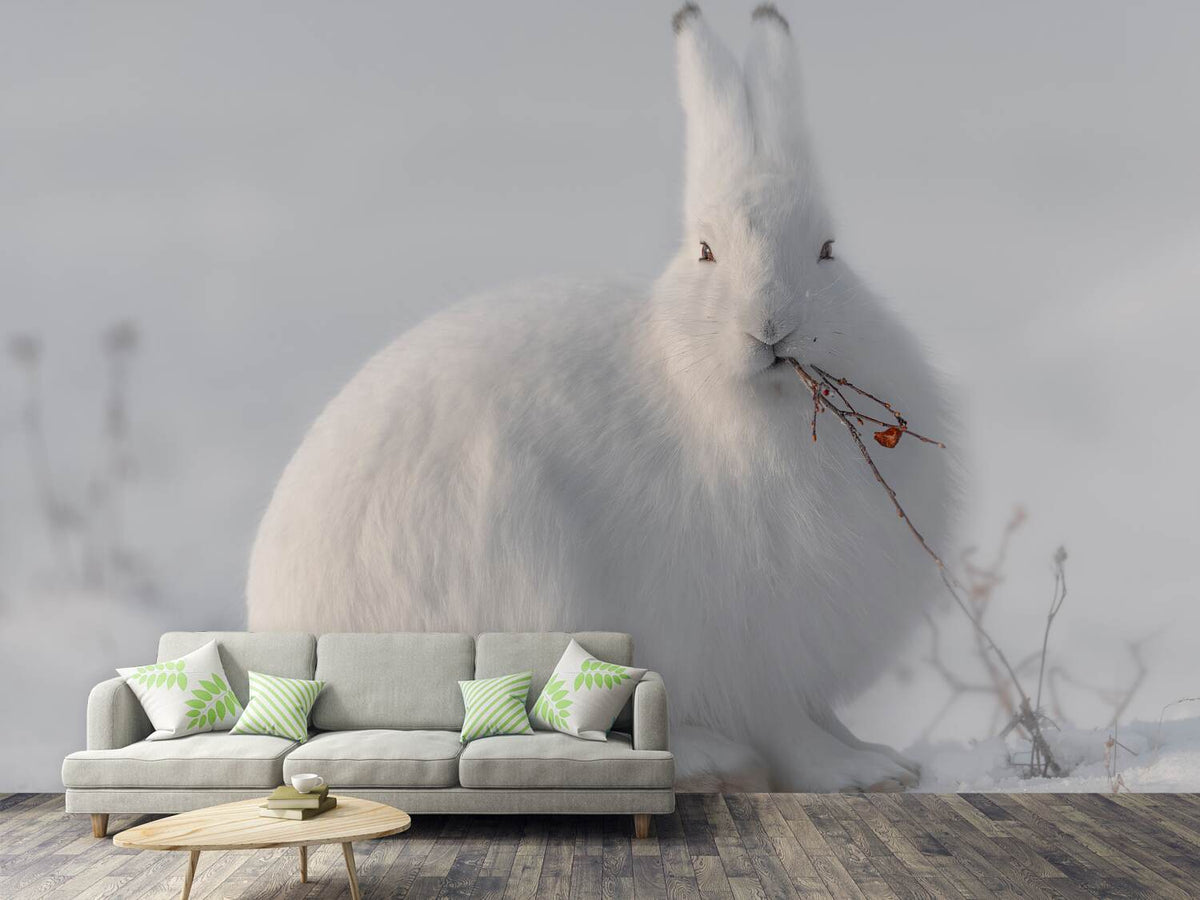 photo-wallpaper-wild-arctic-hare-x