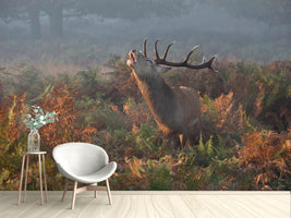 photo-wallpaper-bellowing-stag-deer-x