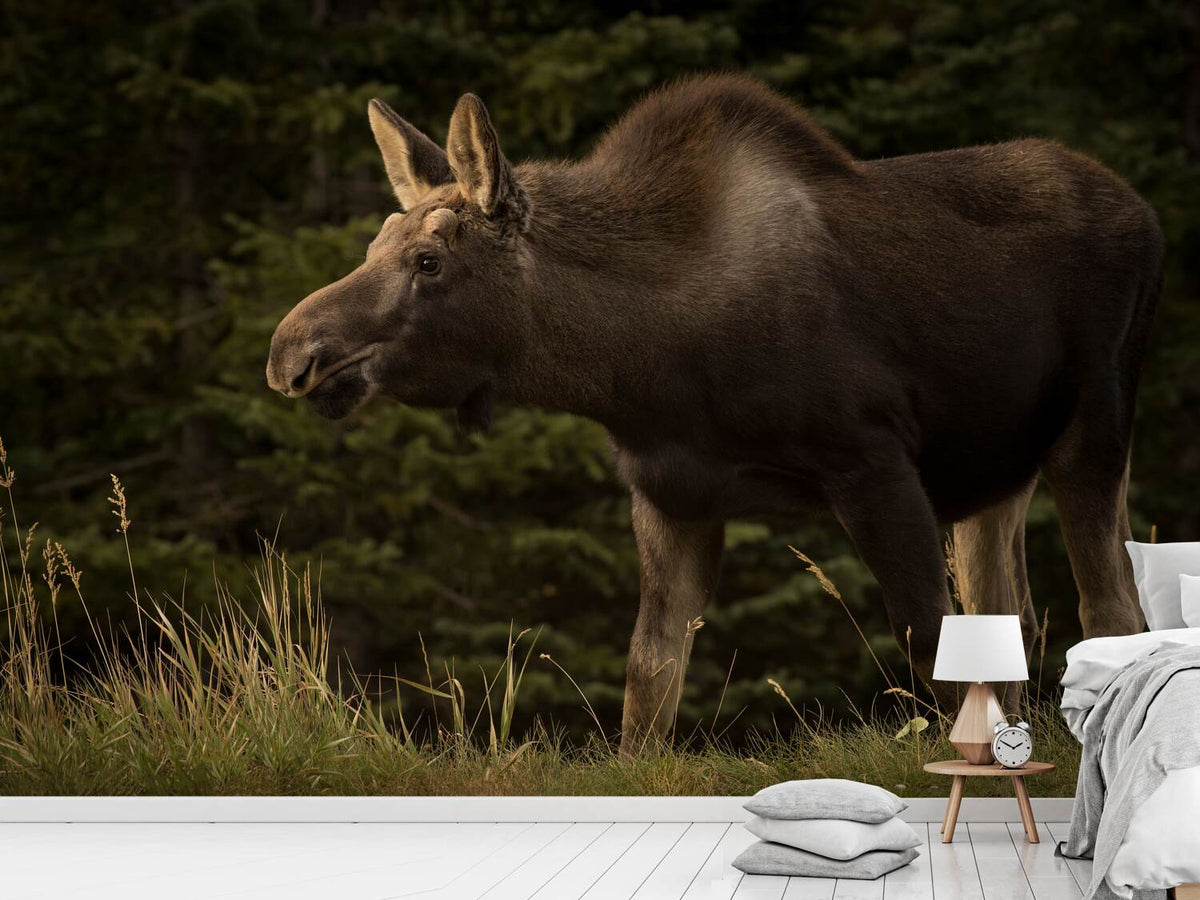 photo-wallpaper-young-moose-on-the-loose