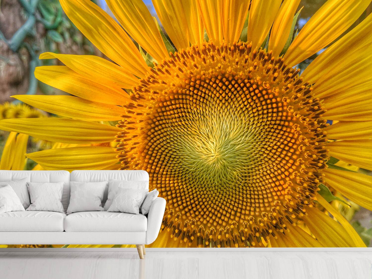 photo-wallpaper-inflorescence-of-a-sunflower