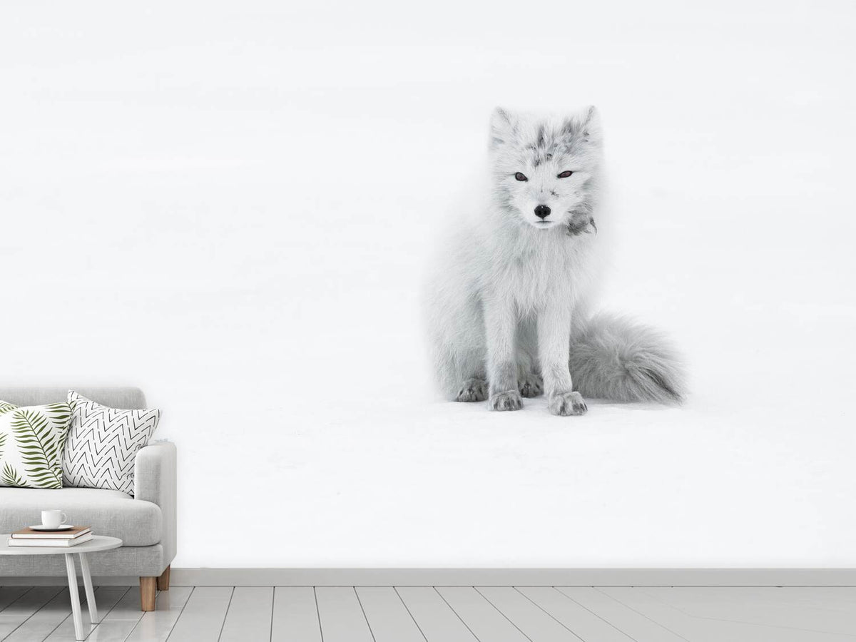 photo-wallpaper-arctic-fox-xjg