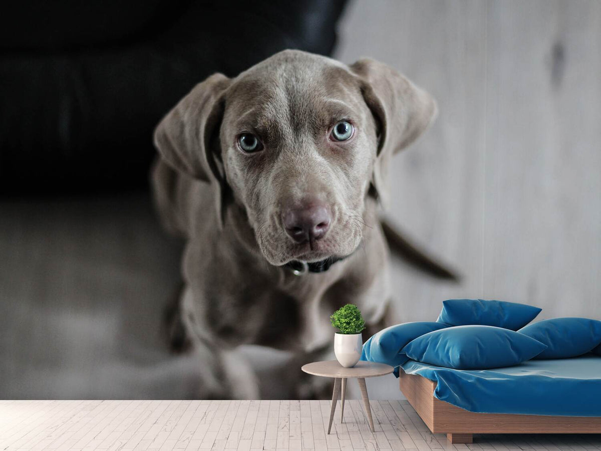 photo-wallpaper-the-weimaraner