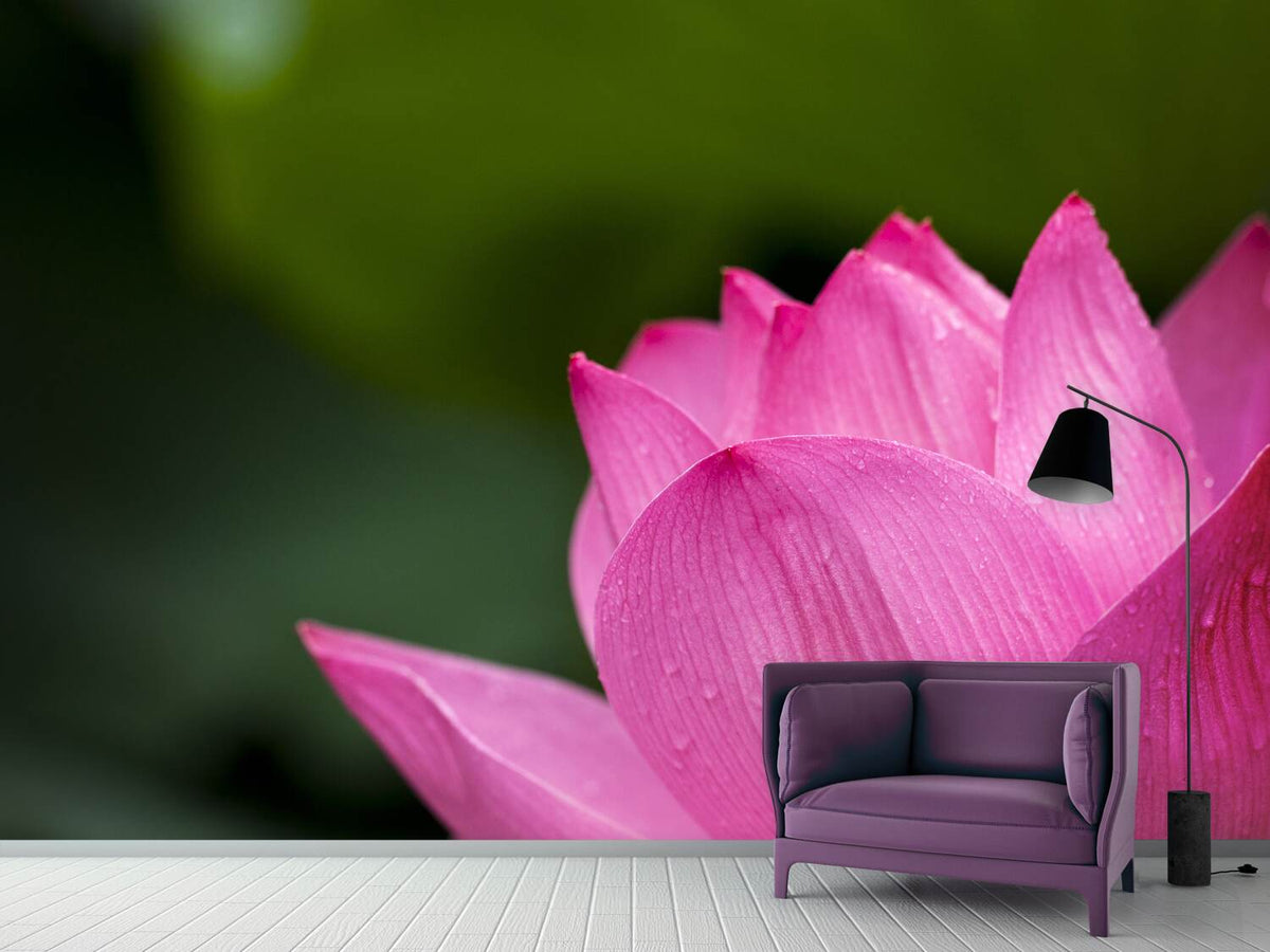 photo-wallpaper-marko-lotus-in-pink