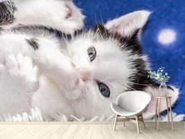 photo-wallpaper-sweet-kitten