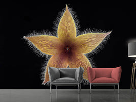 photo-wallpaper-stapelia-grandiflora