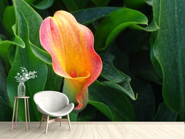 photo-wallpaper-wild-calla