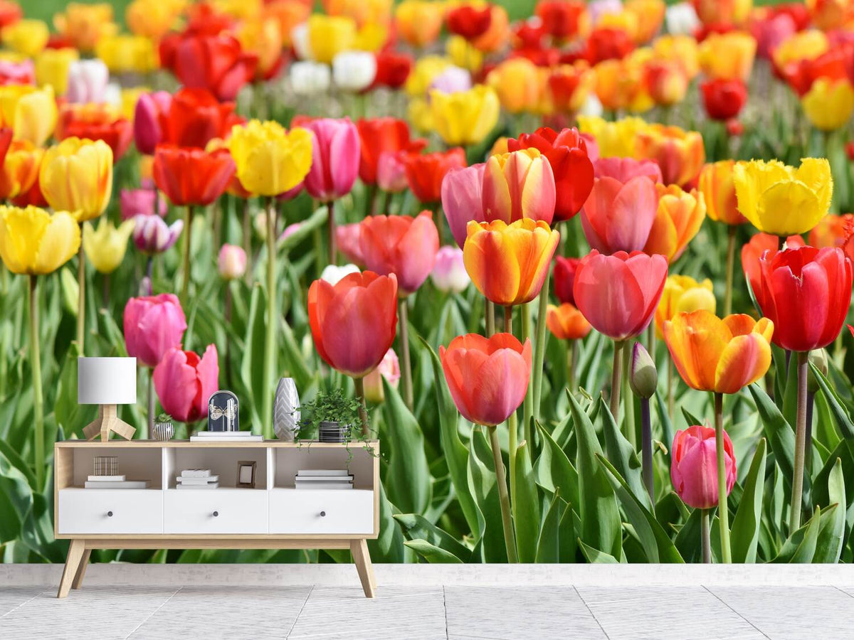 photo-wallpaper-a-colorful-tulip-field