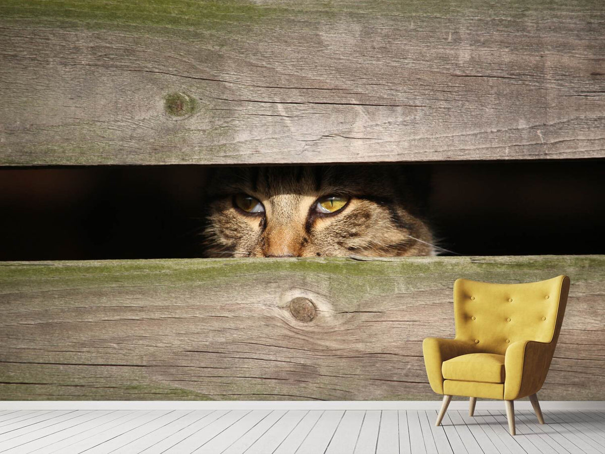 photo-wallpaper-cat-in-hiding