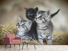 photo-wallpaper-kitten-trio