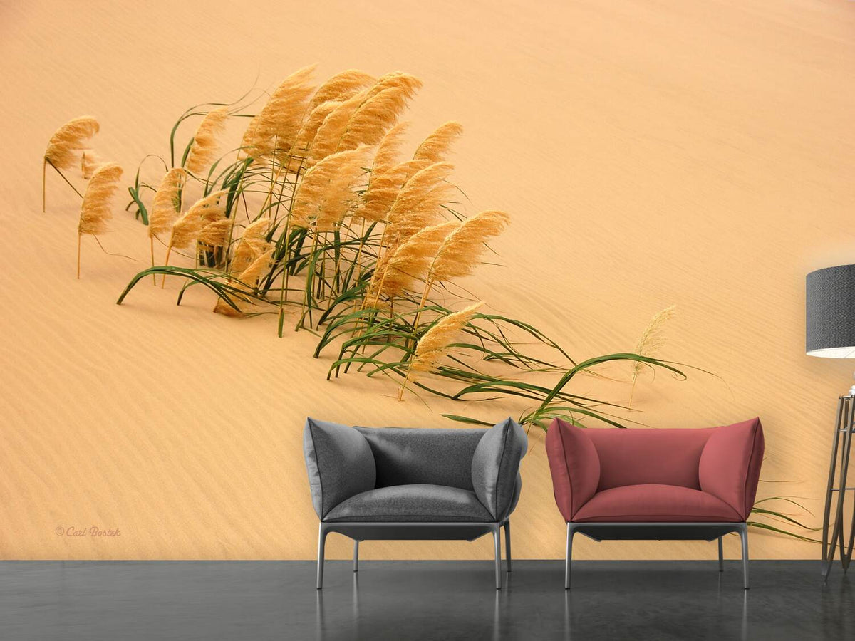 photo-wallpaper-pampas-grass-in-sand-dune-x