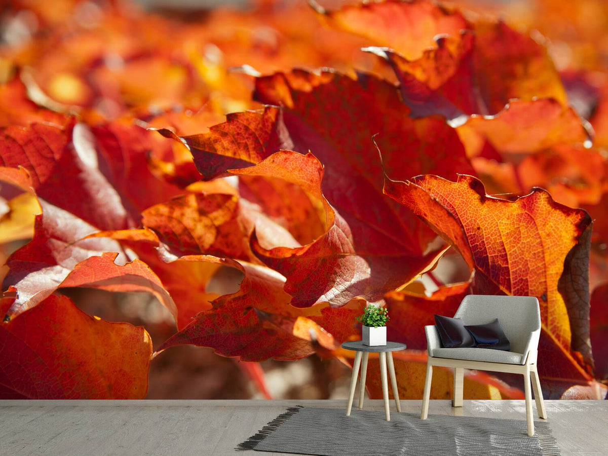 photo-wallpaper-nice-autumn-leaves