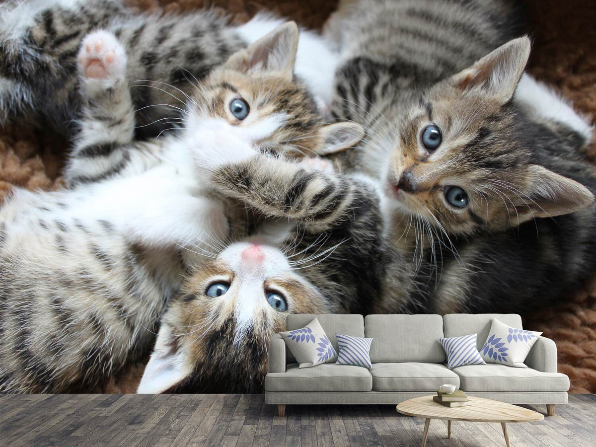 photo-wallpaper-many-kittens