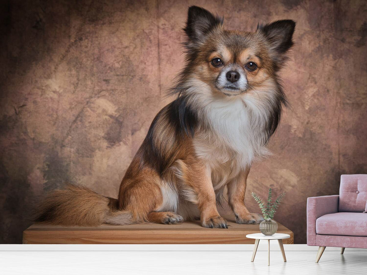 photo-wallpaper-chihuahua-portrait