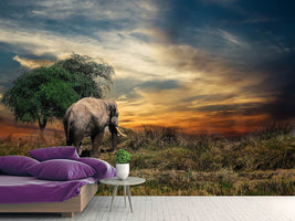 photo-wallpaper-the-elephant-in-the-sunset