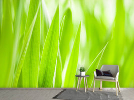 photo-wallpaper-grass-xxl