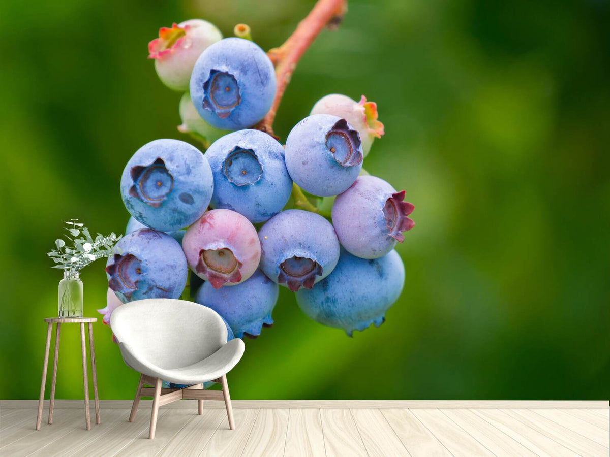 photo-wallpaper-blueberries-in-nature