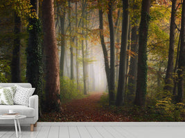 photo-wallpaper-autumn-colorful-forest-x