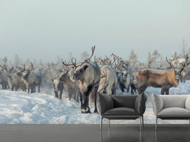 photo-wallpaper-reindeers-x