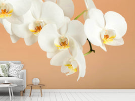 photo-wallpaper-white-orchid-flowers