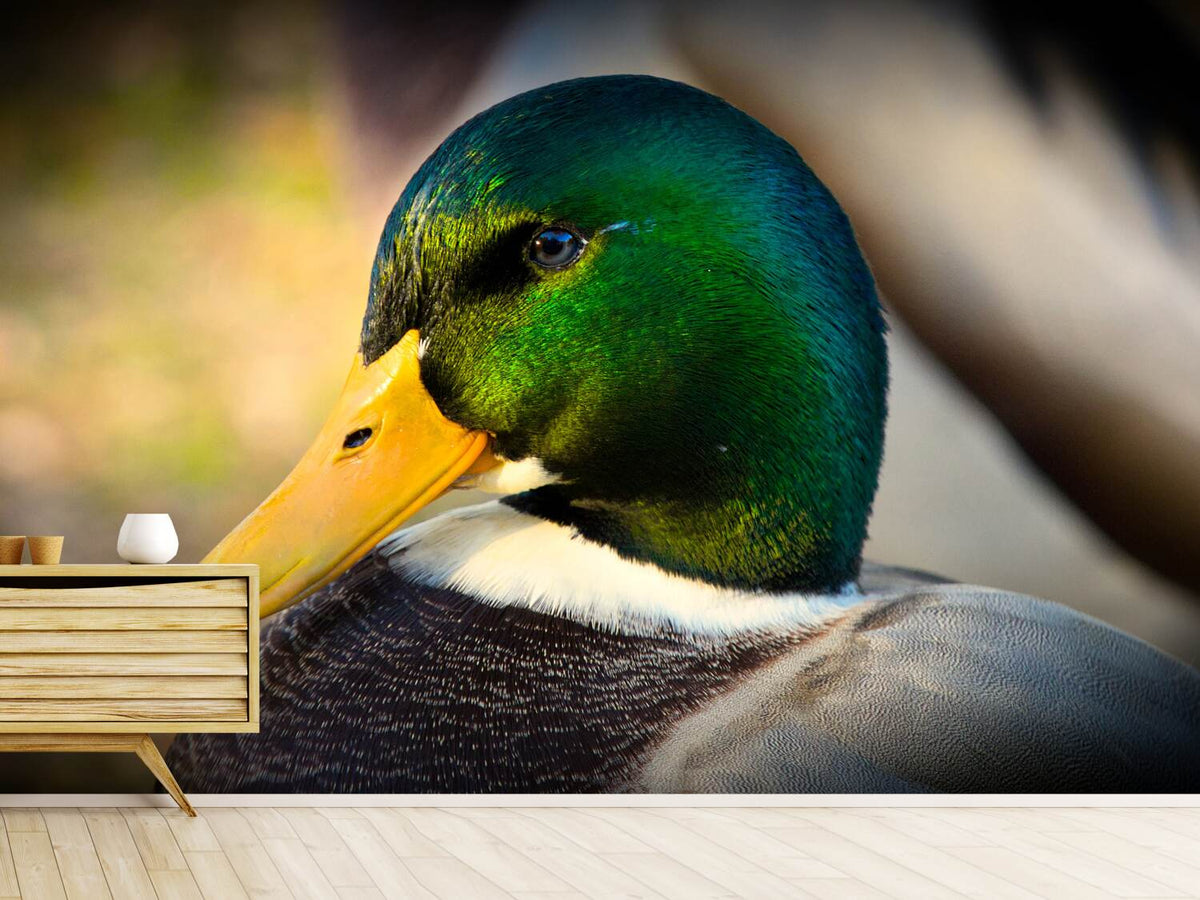 photo-wallpaper-the-mallard