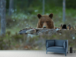 photo-wallpaper-beware-brown-bear-x