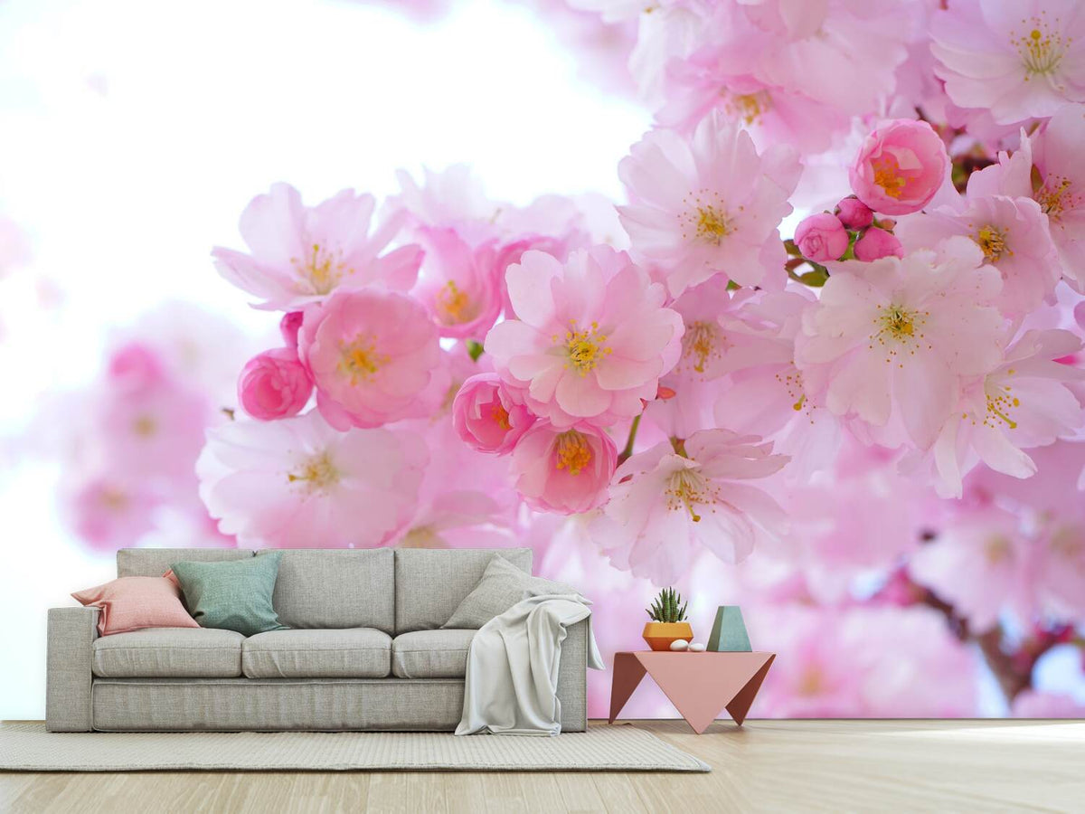 photo-wallpaper-japanese-cherry-blossom-xl