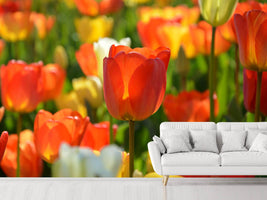 photo-wallpaper-close-up-tulip-field