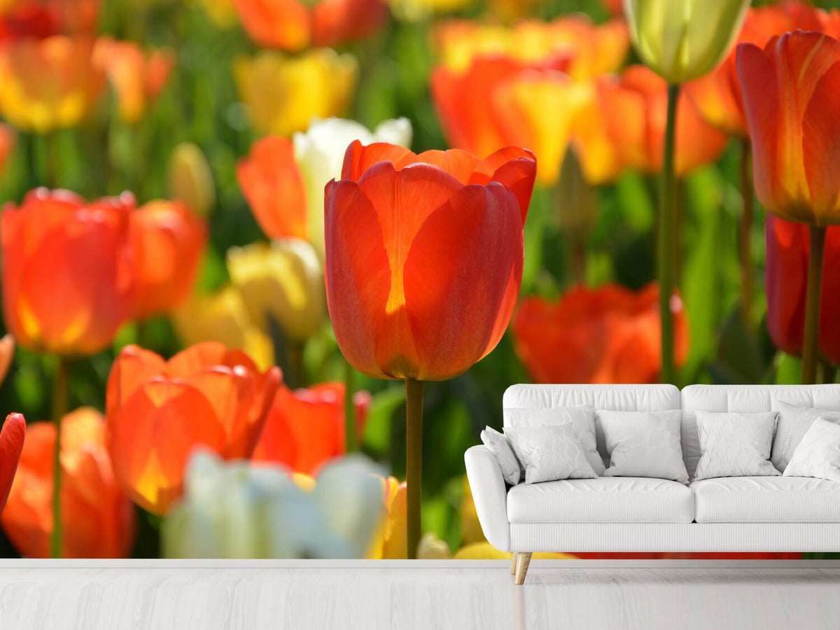 photo-wallpaper-close-up-tulip-field