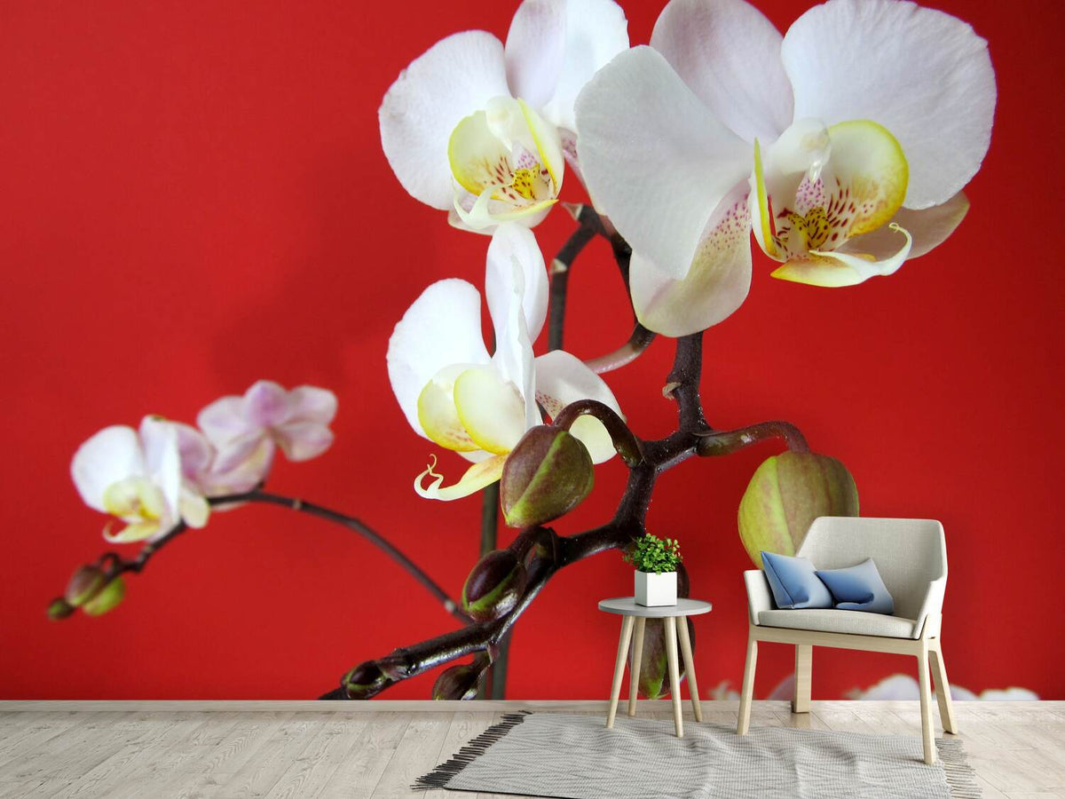 photo-wallpaper-white-orchids-on-red-wall