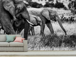 photo-wallpaper-elephant-family-x