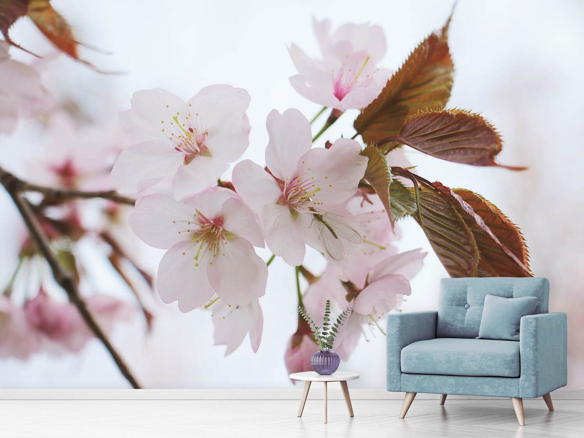 photo-wallpaper-lovely-japanese-cherry