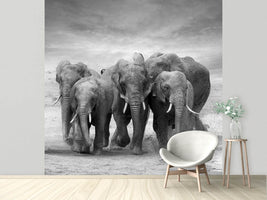 photo-wallpaper-the-elephants