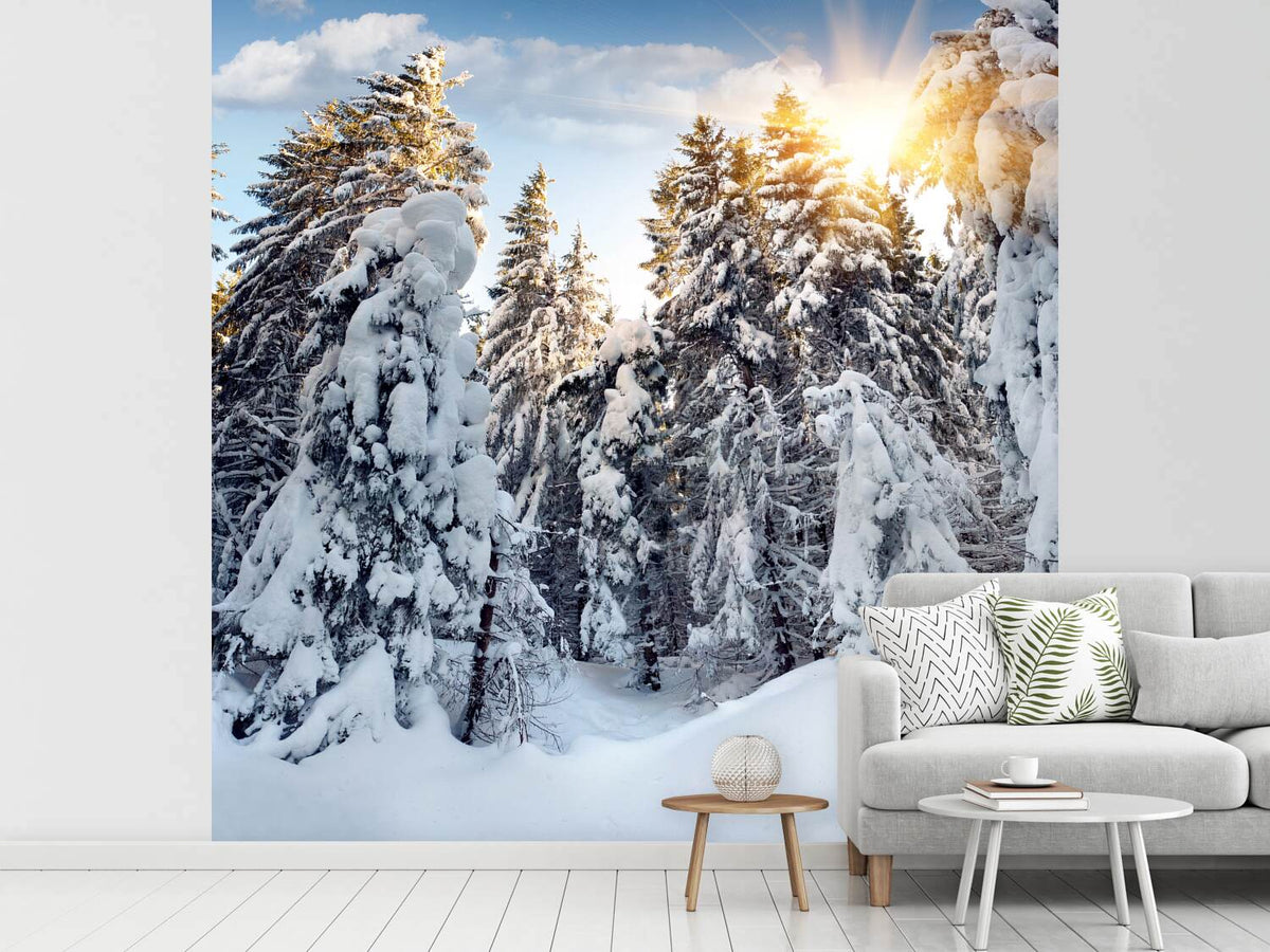 photo-wallpaper-fir-in-snow