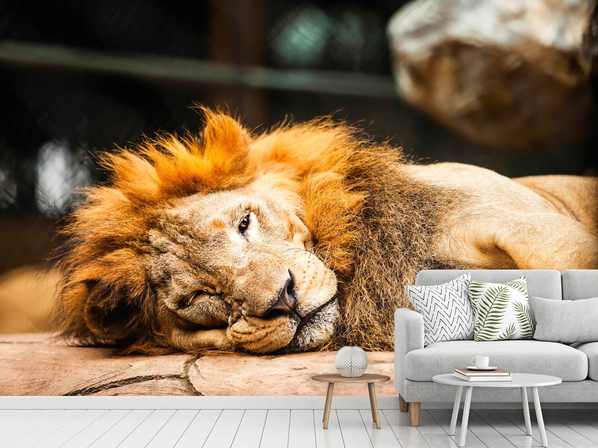 photo-wallpaper-relaxed-lion