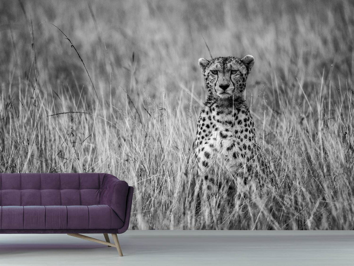 photo-wallpaper-cheetah-xdm