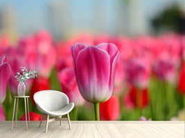 photo-wallpaper-tulip-field-in-pink-red