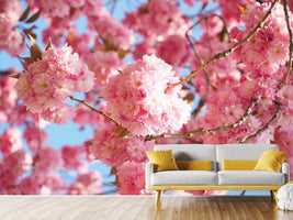 photo-wallpaper-beautiful-cherry-blossoms