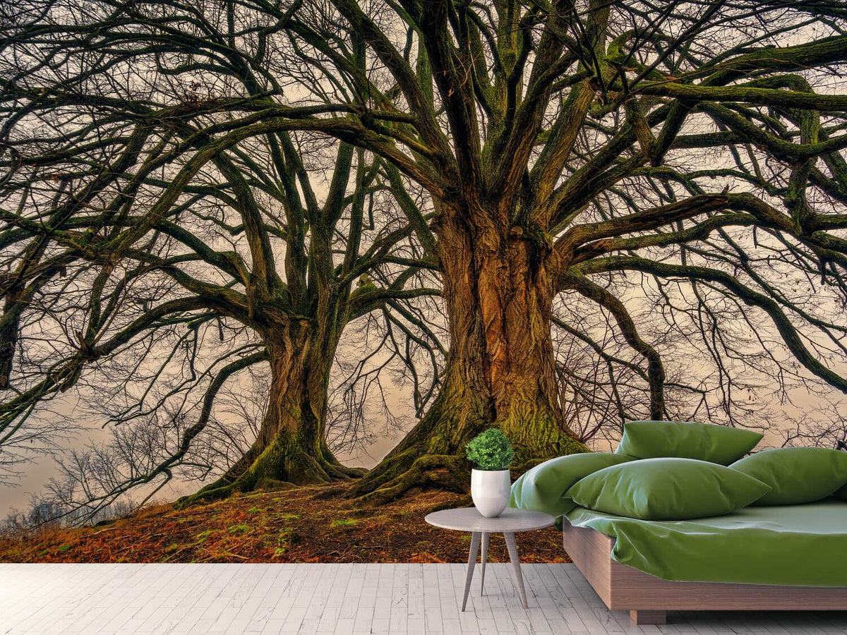 photo-wallpaper-ghostly-trees