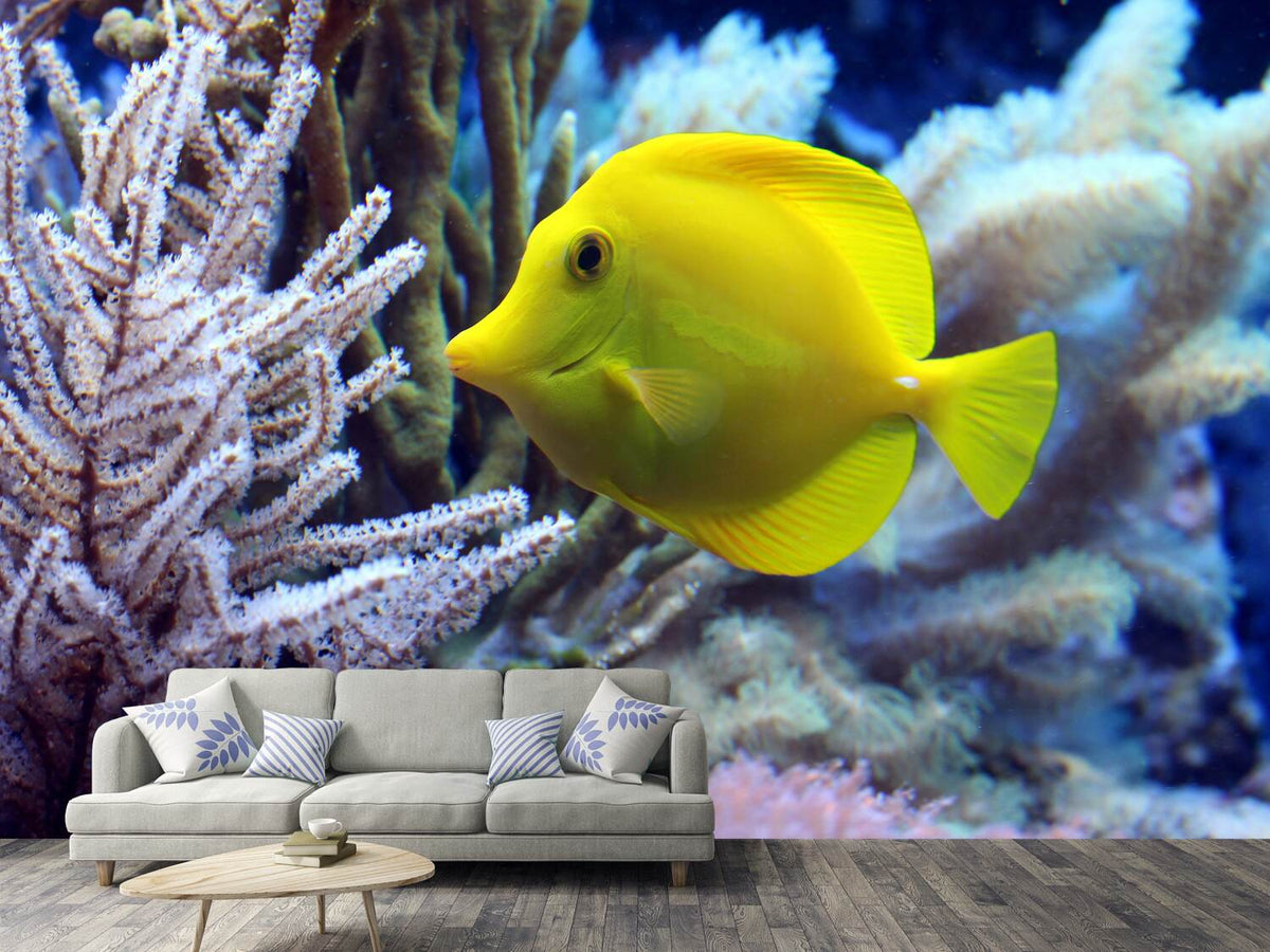 photo-wallpaper-yellow-doctor-fish-xl