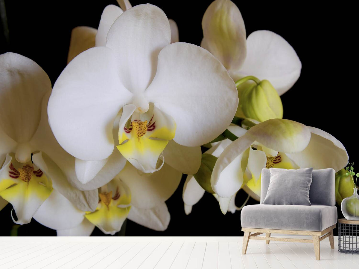 photo-wallpaper-white-orchids-in-bloom