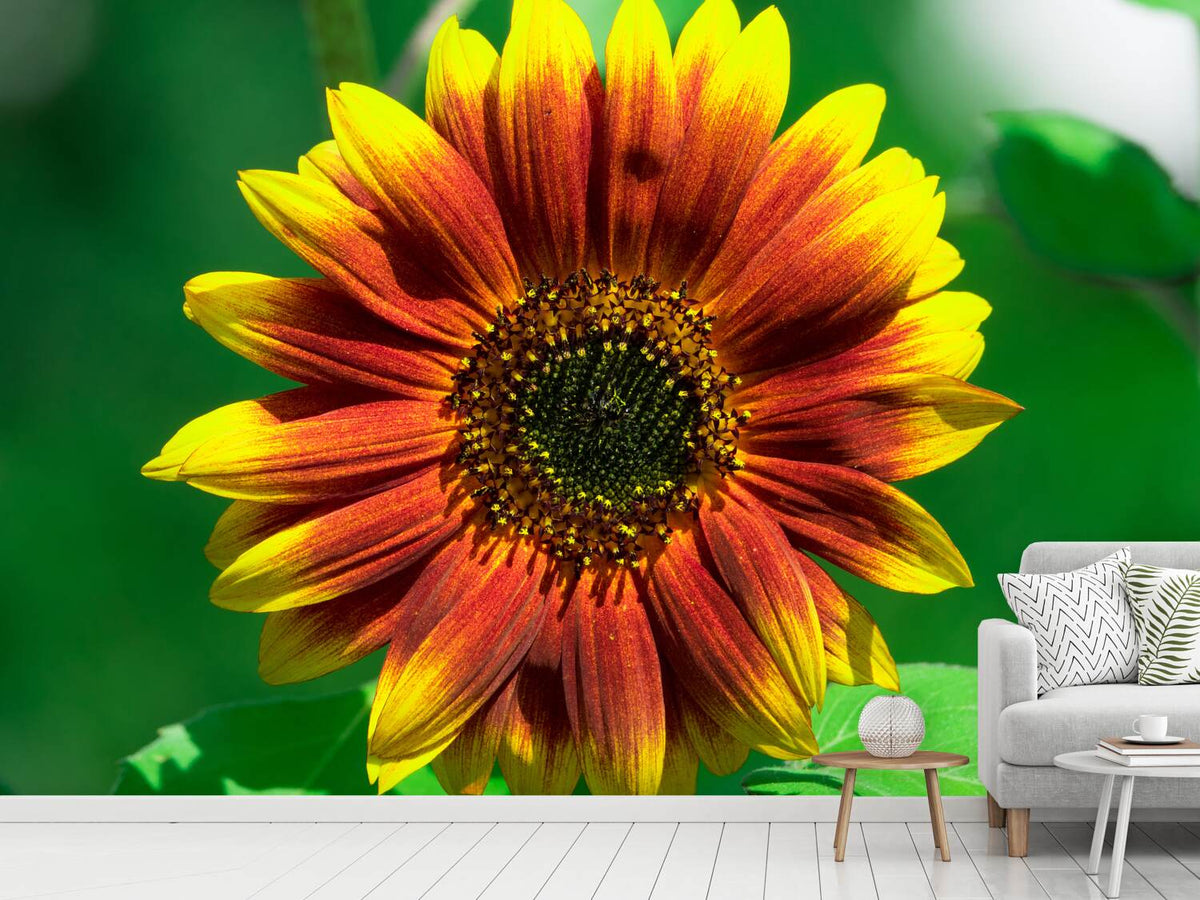 photo-wallpaper-colorful-sunflower